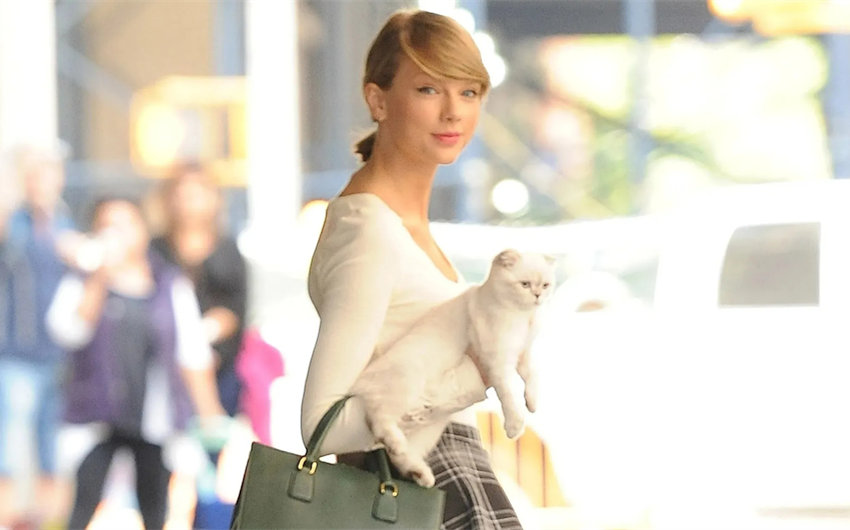 what is taylor swift's cats net worth